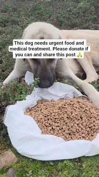 Consider donating through the PayPal link in bio to support 🙏🙏