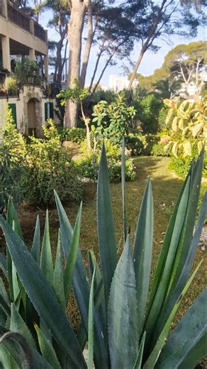The Sound of MALLORCA island ❤️🌴#travel #mallorca #spaintravel #bestplace #asmr #thesoundofthenature