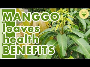 MANGO LEAVES BENEFITS