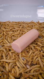 Mealworms vs. Sausage | WormLapse