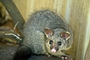5 Amazing Facts About Brushtail Possums - Cool Wood Wildlife Park