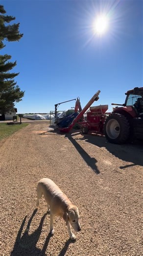 1.8K views · 2.1K reactions | Starting up the hammer mill for the day! #dairy #dairyfarming #farmer #familyfarm #life #farm | FarminwithTrev | Facebook
