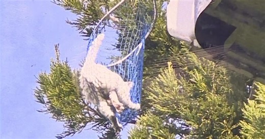 Vacaville neighbors rescue cat stuck in tree for several days