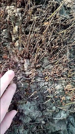 What is a burr? (burl) #tree #nature