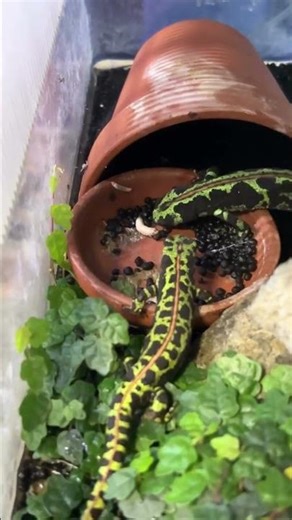 マダライモリ Triturus marmoratus / Marbled newt #shorts #shortsvideo #shortsfeed