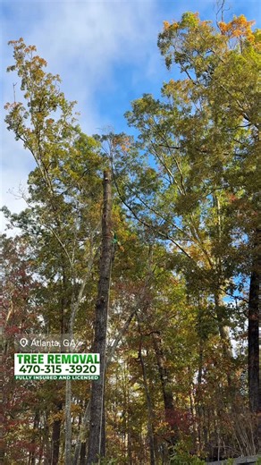 ‼️We remove damaged trees around the house‼️ 💥Free Estimate 📲(470) 315-3920 ✅ Fully insured and Licensed . #treeremoval #tree #treesofinstagram #treeservices #treepruning #stump #stumpgrinding #landscapedesign #treeworker #chainsaw #treeservicecompany #freestimates #woodworking #treewern #atlanta #flowerybranch #buford #dacula #gwinnett #freequotes #viral #call #treecutting | Resurgens Tree Service