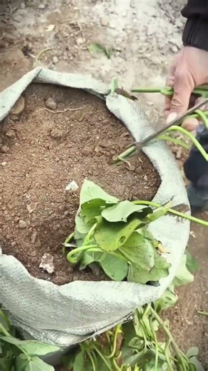 Smart idea for planting sweet potato seeds using sacks that you can try #shorts