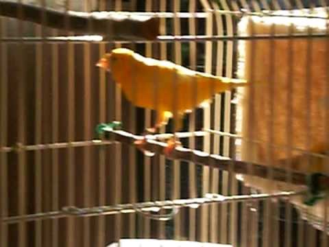 Largo canto de Canario. Canary bird's long song. Canario 長金絲雀