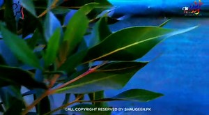 LIVE STREAM ON SATURDAY 😍 WAITING FOR SATURDAY LIVE 😍 وَتُعِزُّ مَنۡ تَشَآءُ وَتُذِلُّ مَنۡ تَشَآءُ A BEAUTIFUL COLLECTION 2023 - 2024 😍😍 ANAS CATTLE FARM !! Starting Price Range 150k to 750k QURBANI KO ASAAN BANAO ☺️❣️ SATURDAY NIGHT LIVE STREAM 9:00 PM GET READY 😍😍... الحمدللّٰه ، ماشاءاللّٰه !! GATE ARE OPEN 😍 TIMING: 5:00PM to 12:00AM #ANASCATTLEFARM shauqeen.pk Anas cattle farm page link : https://www.facebook.com/anascattleandgoatfarm?mibextid=ZbWKwL Shauqeen.pk Page link : https://