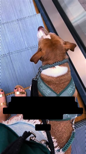 We started an instagram to document Joys training for service dog purposes. I didn’t think anyone would follow it, and I sure didn’t think we make thousands of friends, on the internet and in real life. Our social media journey has opened a lot of doors for us and helped us create life changing connections. I love being able to capture our life together on video and I’m so grateful for the people who have followed along! #servicedog #working #dogsoftiktok #fyp