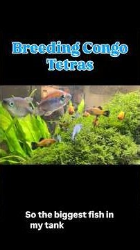Breeding Congo Tetras! #fish #aquarium #aquariumfish #fishtank #animal