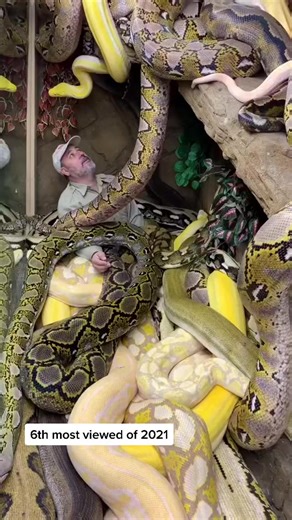 Giant Snake Fun: Our 6th Most Viewed TikTok of 2021