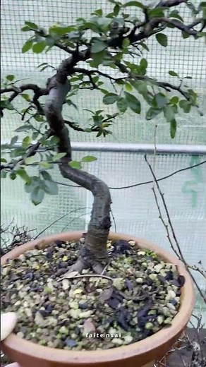 L'orme de Chine pour le cours débutant sur FaitesDuBonsai !