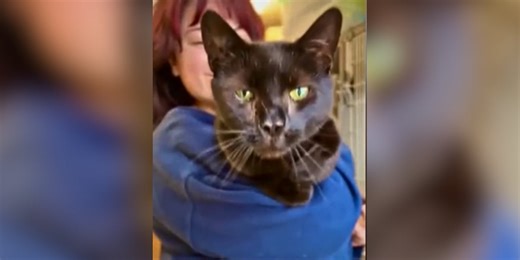 Cat surrendered to shelter for being ‘too affectionate’