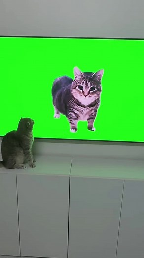 Cat Reaction - Funny Spinning Cat Video Compilation