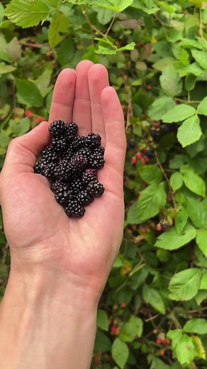 Wild blackberries!!Have you ever foraged this delicious wild fruit before? I honestly like black raspberry much more, but blackberries are just far more abundant in my area! These were found at Meadowoods Farm! #foraging #nature #plantidentification #botany #rubus #blackberry #wildfruit #wildberries | Feral Foraging