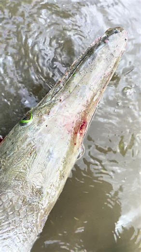 Releasing this big gar to get even bigger #alligatorgar #gar #fishing #saltwaterfishing #rivermonster #monsterfish #texasfishing #bigfish #riverfishing #freshwater #