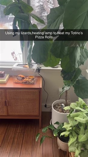 comment when you find the lizard | lizard