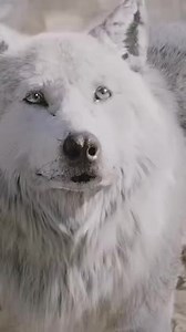 #wolfnatives #WolvesUp #wolves #wolf #wolverineboots | 𝐖𝐞 𝐖𝐨𝐥𝐟 𝐋𝐨𝐯𝐞𝐫