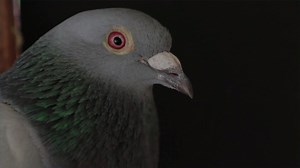 Belgian Racing Pigeon Sold at Auction for Record-breaking $1.9 Million