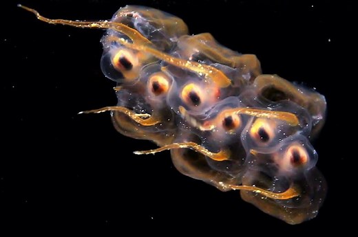 These Microscopic Sea Creatures Are The Wildest Thing You’ll See Today