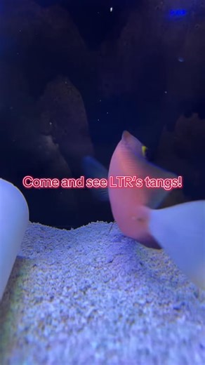 We are open. Come see our numerous tangs and maybe bring one home! #reef #allmymoneygoestocoral #bostonreefers #coral #coralreef #coralreefrestoration | Love The Reef