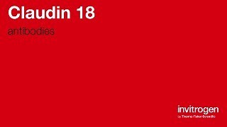 Anti-Claudin 18 Antibodies | Invitrogen