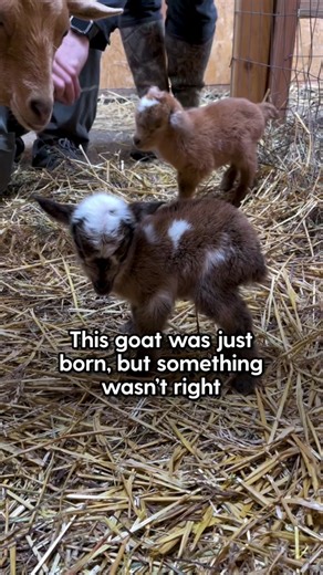 Heartwarming Story of a Newborn Goat's Struggle to Survive and Thrive