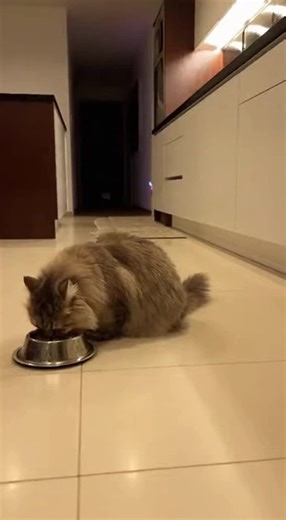 Top Mini creative (@topminicreative1)’s videos with original sound - Top Mini creative