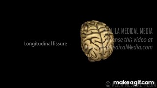 Neuroscience Basics: Human Brain Anatomy and Lateralization of Brain Function, 3D Animation. on Make a GIF