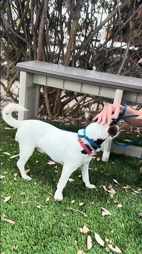 ADOPTED! A5651130 Wishbone | Jack Russell Terrier