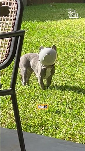 Hilarious Talking Dog Wants Food! #Dogs #Funny #Frenchie
