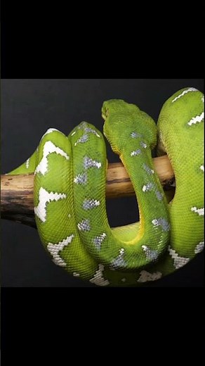 Emerald tree boa 🐍 Corallus caninus