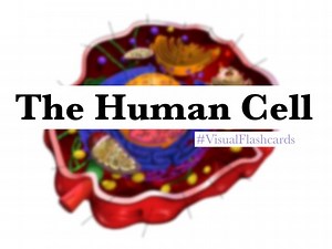 The Human Cell