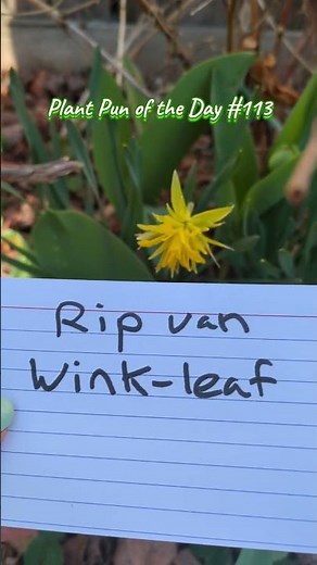 Spring Flower Joke: “Rip van Wink-leaf” 🌼 | Plant Pun of the Day | ThePlantifulGardener