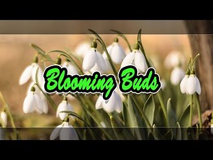 Blooming Buds Time lapse Video | Natural Videos | Blooming Flowers Timelapse
