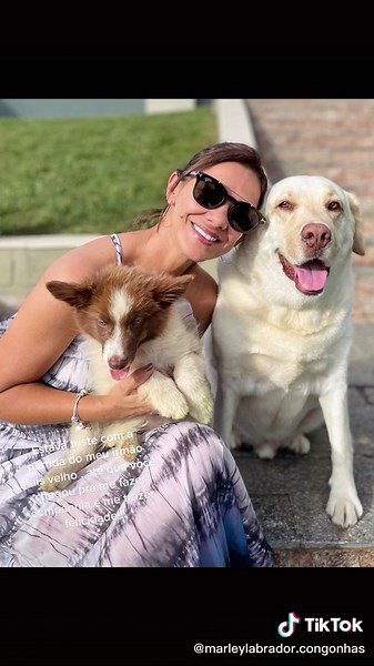 Aquele amor!!! #labradorretriever #bordercollie #ticdogsbrasil #viral #cachorrosdotiktok