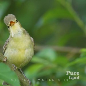 The best song 😍 | Pure Land