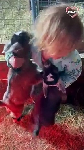 Animals unbelievable bond with humans compilation 2022   PETASTIC