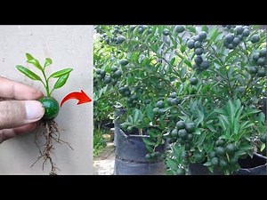 Best skills: How to grow calamansi tree from calamansi fruit in pots