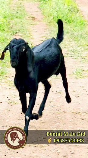 Beetal Male Kid l 🤙 09527544433 l #goatfatmingindia #excelgenetic #goatfarmingtraning #ExcelAgroServices #goatfarmingindia #beetalgoats #breedingmale | Excel Agro services