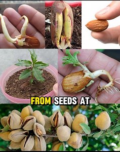 How to Grow an Almond Tree from Seeds at Home👇👇 | Easy planting Tips