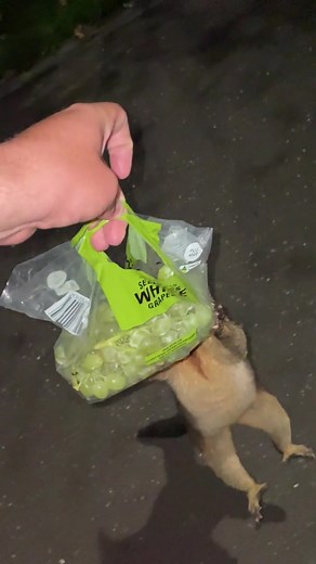 That possum hungry hungry | Memes With An Overall Lack Of Context