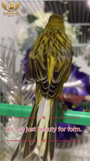 Professional Canary Training 🎯 High Energy Singing