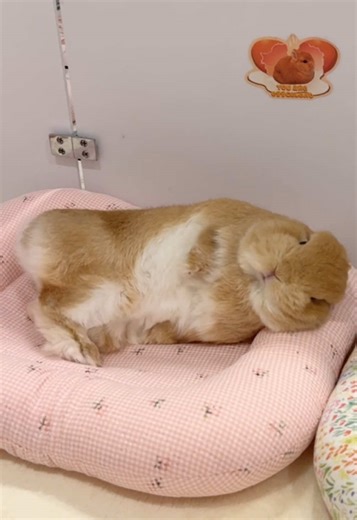 Exploring the Adorable World of Baby Bunnies