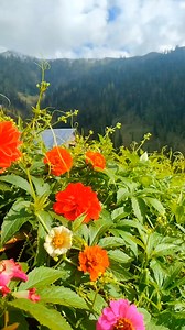 Oh lali phool ki mehndi laga in gharon haaton main #trendingreels | Beauty Of Kashmir Explore