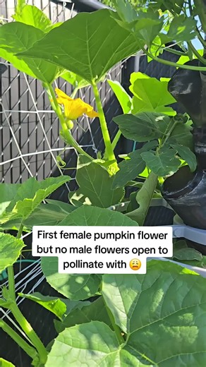 Growing Hydroponic Pumpkins: First Female Flower