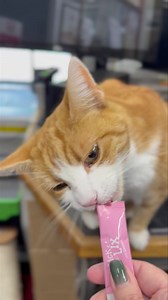 Making amends for nose booping me Still no silver spoon to serve it upon #catscatscats #catsofinstagram #workingcats #catsofig #catsoftiktok #catsoffacebook #cats #workingcat #catsagram #catslover #catlife #catstagram | George, The Stourbridge Station Cat