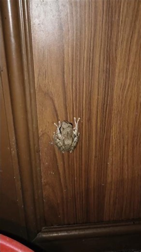 COMMON COQUI💕💕#trendingshort#viral