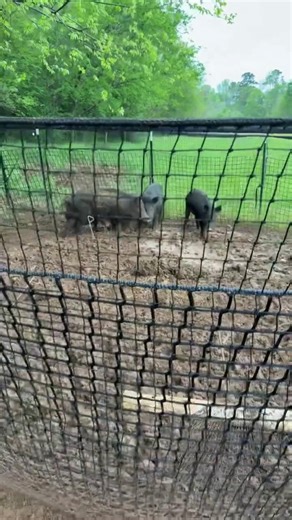 Feral hogs learn fast, remember what spooked them, and teach the rest of the group. Once they feel pressure — gunshots, bad trap experiences, human scent — they change patterns overnight. That’s why consistent baiting, low pressure, and whole-sounder strategies matter. Stop feral hogs with the proven and patented Pig Brig Trap System. Learn more at pigbrig.com! #PigBrig #TrapSmart #FeralHogControl #WildHogRemoval #HogTrapping #LandManagement #WildlifeDamage | Pig Brig Trap Systems